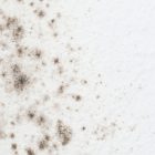 How To Get Rid Of Mold On Walls In Bedroom