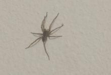 Spiders In My Bedroom