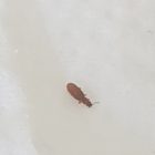 Small Brown Bugs In Bathroom