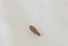 Small Brown Bugs In Bathroom