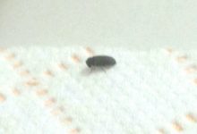 Flying Bugs In Bedroom