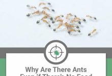 Ants In Bedroom No Food