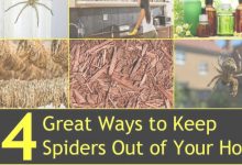 Keep Spiders Out Of Bedroom
