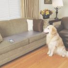 How To Keep Pets Off Furniture With Aluminum Foil