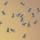 How To Get Rid Of Gnats In Bedroom