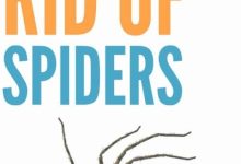 How To Get Rid Of Spiders In Your Bedroom