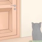 How To Keep Cats Out Of Bedroom