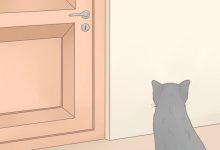 How To Keep Cats Out Of Bedroom