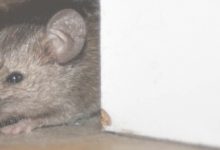 Mice In Bedroom At Night