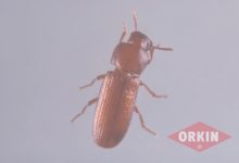 Flour Beetle In Bedroom