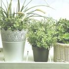5 Best Plants For Bedroom