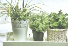 5 Best Plants For Bedroom
