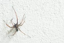 How To Keep Spiders Out Of Basement Bedroom