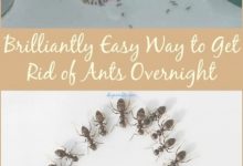 How To Get Rid Of Ants In Bedroom Carpet