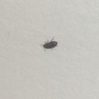 Black Mites In Bedroom