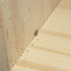 Signs Of Bed Bugs In Wood Furniture